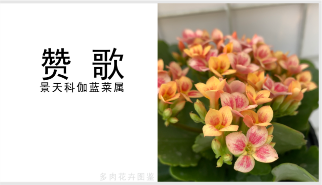 赞歌长寿花花瓣复色单瓣花开两色