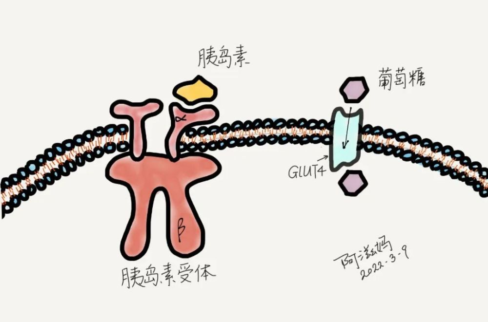 想瘦你需要了解胰島素的生理功能語音磨耳朵