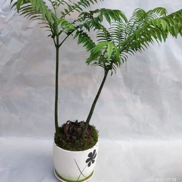 金毛狗蕨类植物(金毛狗蕨类植物怎么养)