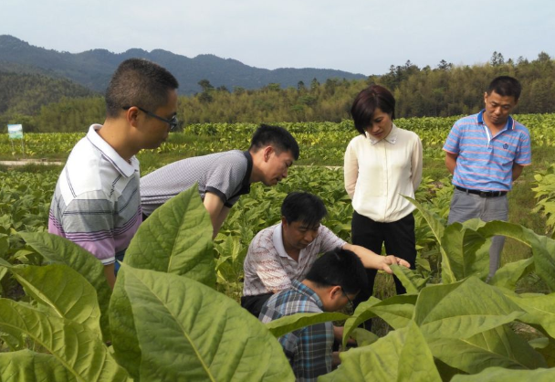 中国烟草招聘_中国烟草正式招聘,月薪最低8000元,岗位众多,往届生也可报