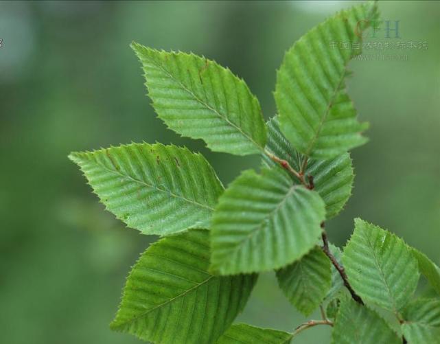 优良盆栽植物——鹅耳枥