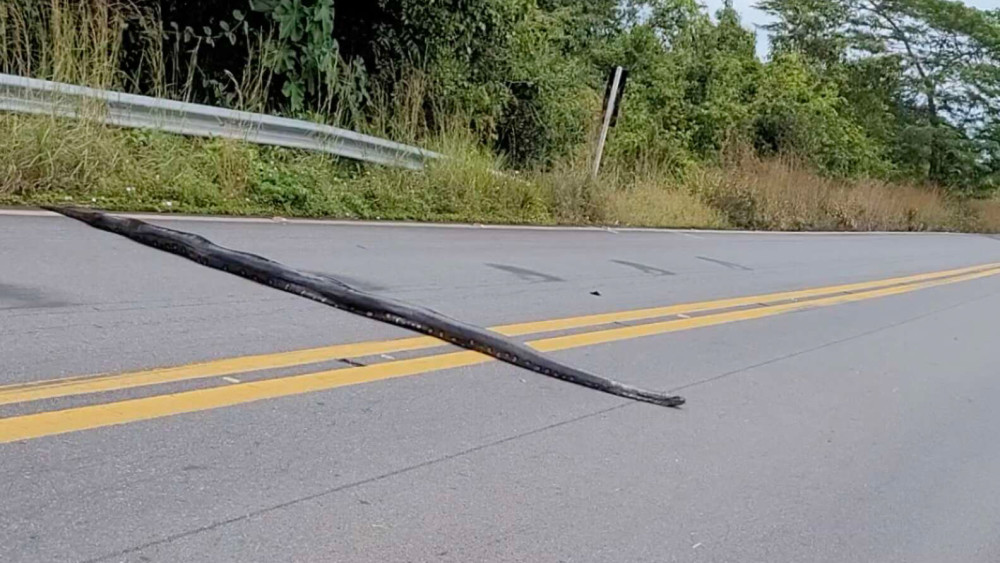 巴西一条5米多长蟒蛇横穿公路司机纷纷停车避让丫丫小说网