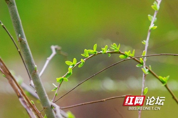 【佳作主场】雨润新芽,万物生长,这就是春天该有的样子|芽苞