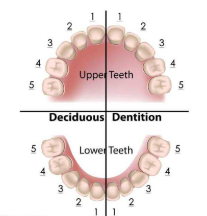乳牙啥时候掉怎么掉是正常的