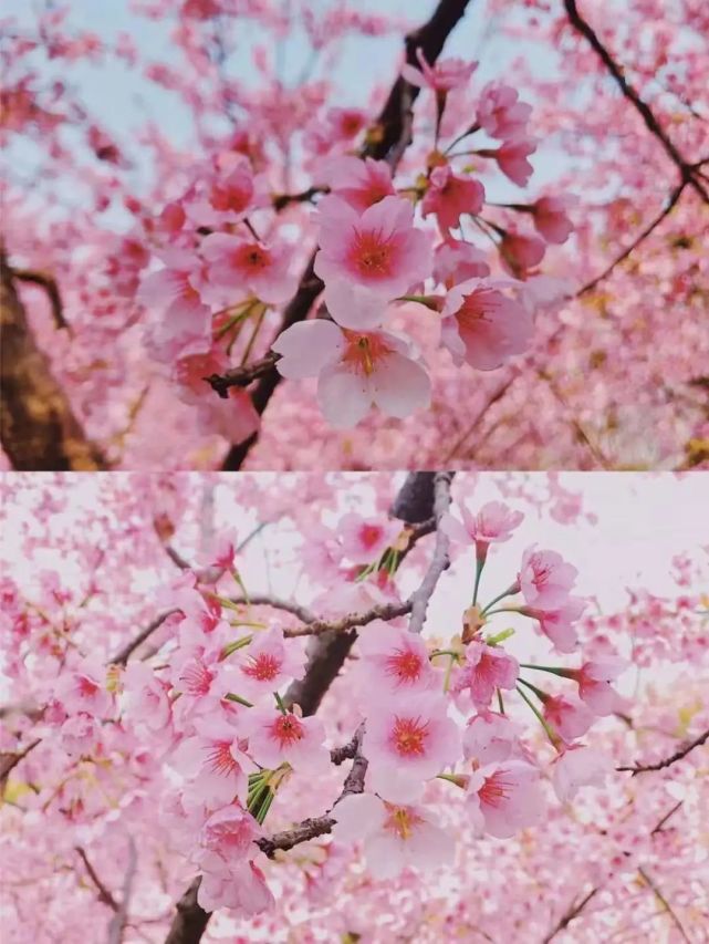 春風十里,三月花海醉萍鄉!