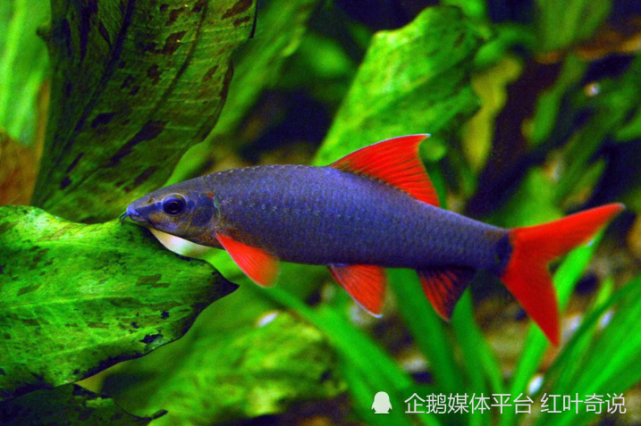 熒光斑馬魚為什麼會發光