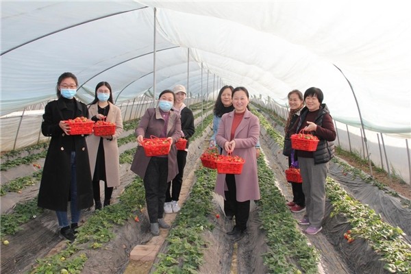 农发行鄄城县支行开展"三八"妇女节 草莓采摘活动