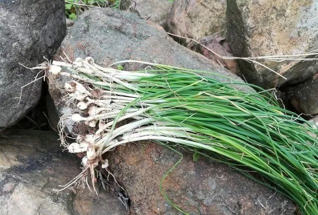 野蔥,野蒜,野藠頭是3種不同的野菜,但其外形及口味相差不大,野蔥味辛