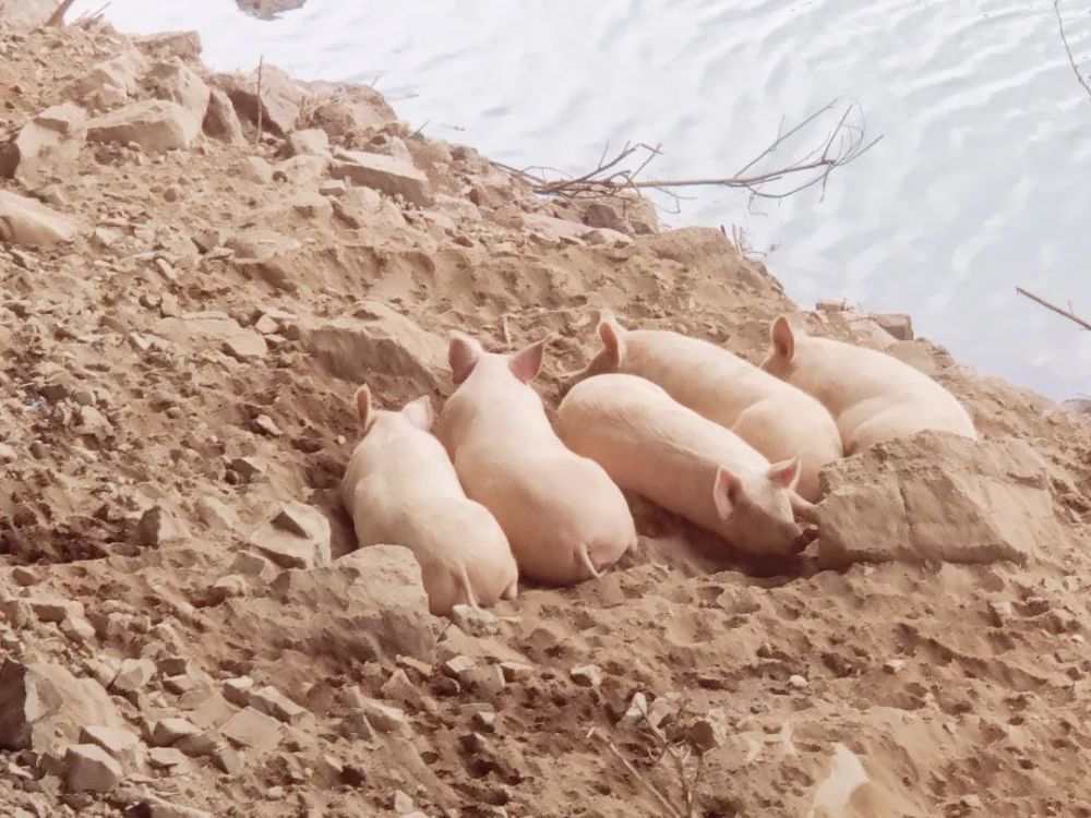 公路桥下竟然有一群可爱的小猪在撒欢