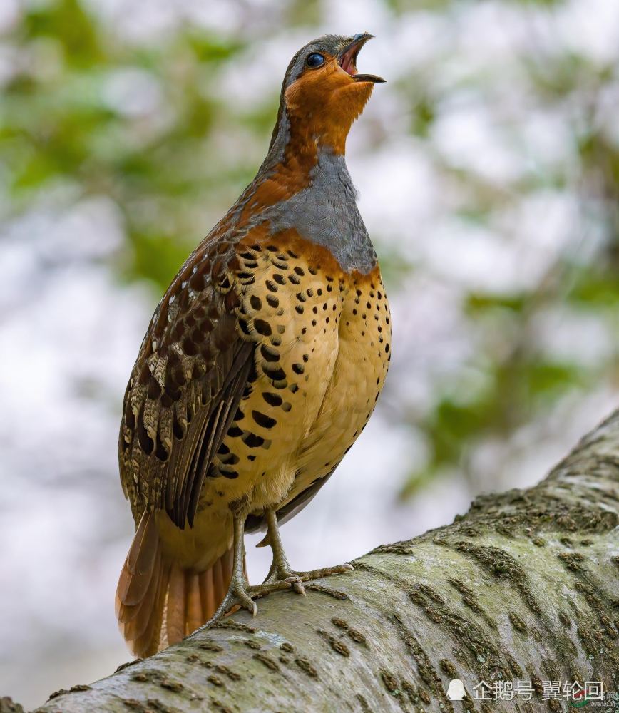 竹鸡吃了犯法吗