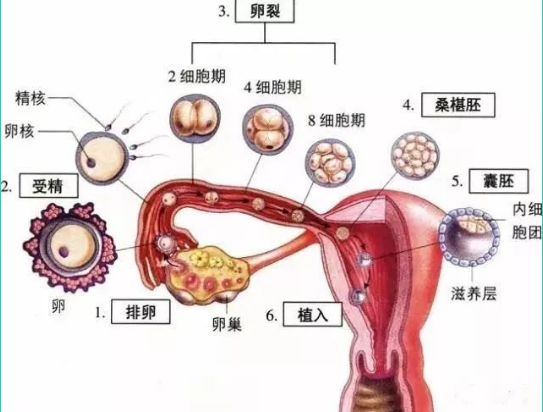 雌二醇大於1000代表什麼吃dheaamh能補雌激素和卵巢功能嗎