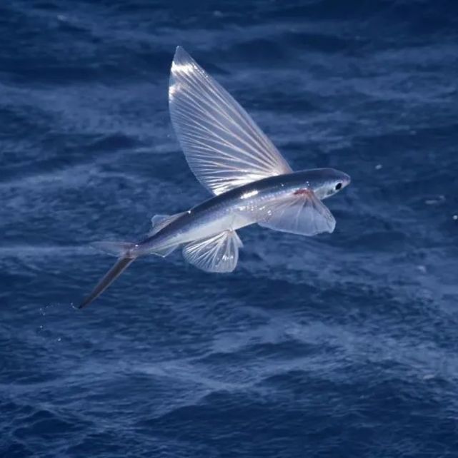 翱翔在碧海藍天之間飛魚