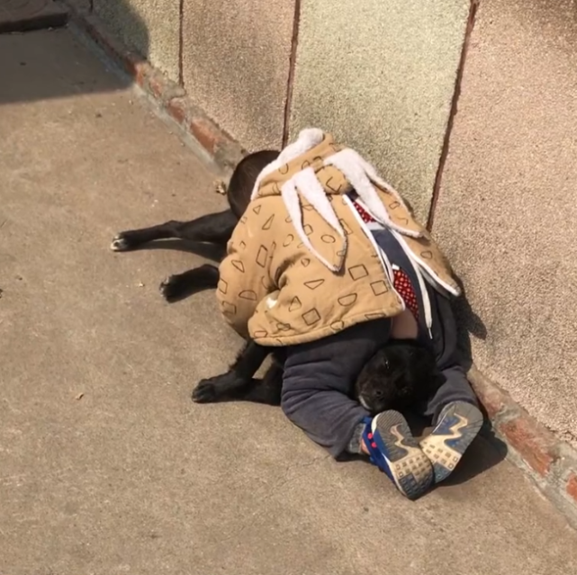 山东萌娃扑倒晒太阳的狗子,狗子生无可恋,满脸都是对萌娃的嫌弃