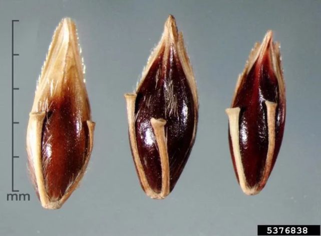 【动植物检疫】关于进口缅甸玉米植物检疫要求的公告解读_腾讯新闻