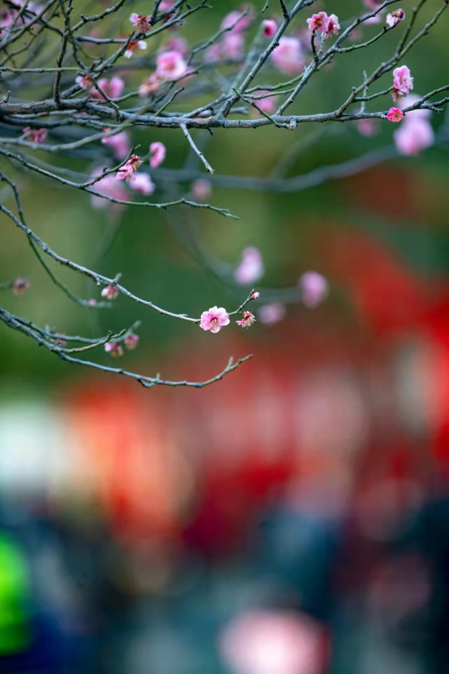 週末一場沾衣欲溼桃花雨下週一場落花流水無情風