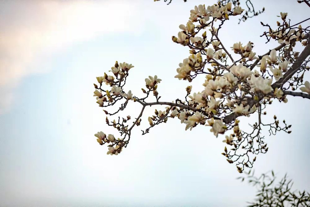 週末一場沾衣欲溼桃花雨下週一場落花流水無情風