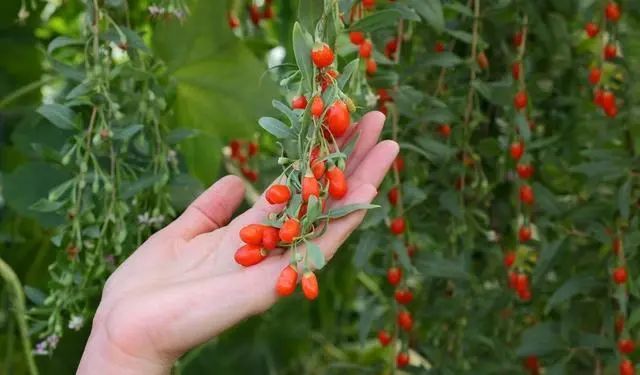 春天养肝就是续命熬夜用眼多的人最需要