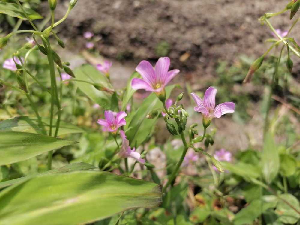 在花盆裡長出的野菜酸酸草承包了童年回憶鵝腸菜是美味的野菜