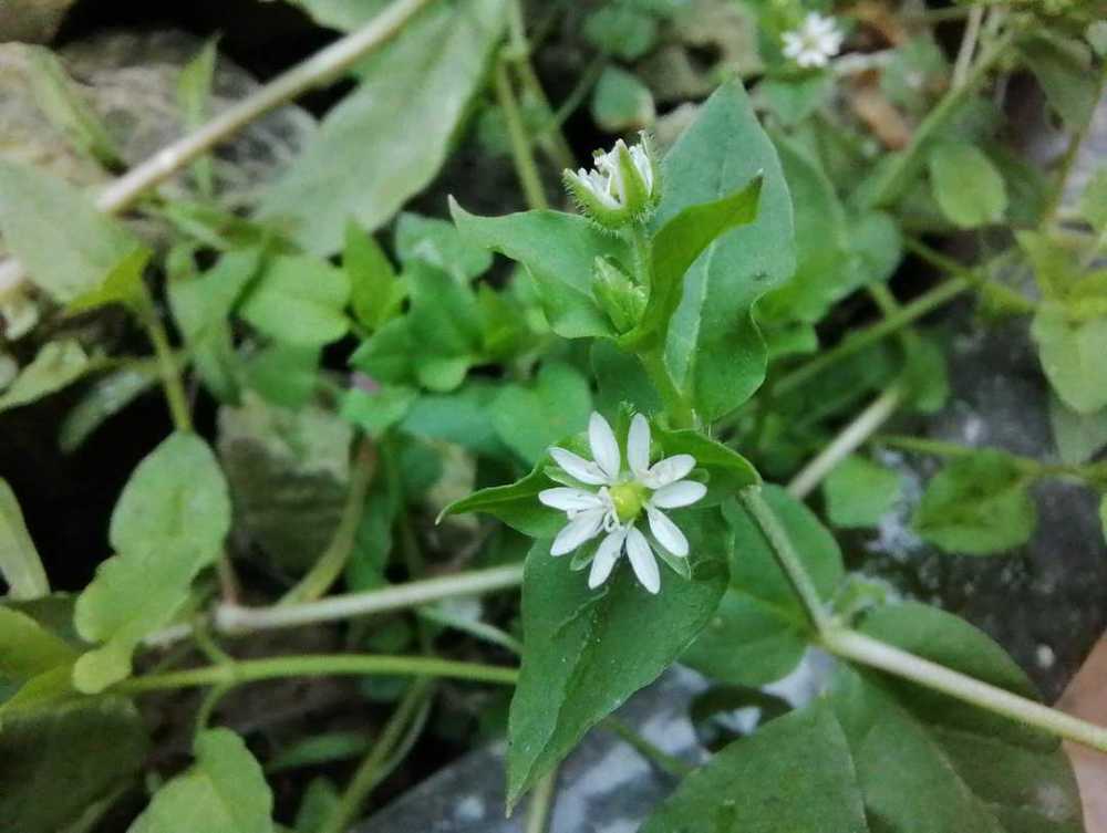 在花盆裡長出的野菜酸酸草承包了童年回憶鵝腸菜是美味的野菜