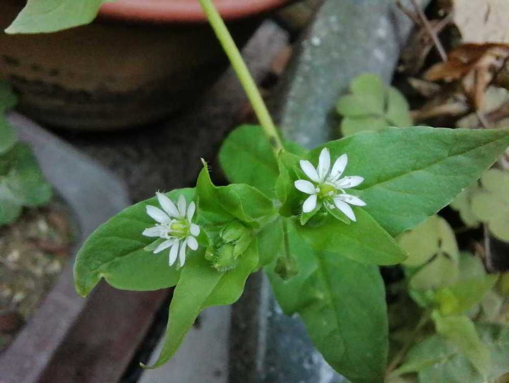 在花盆裡長出的野菜酸酸草承包了童年回憶鵝腸菜是美味的野菜