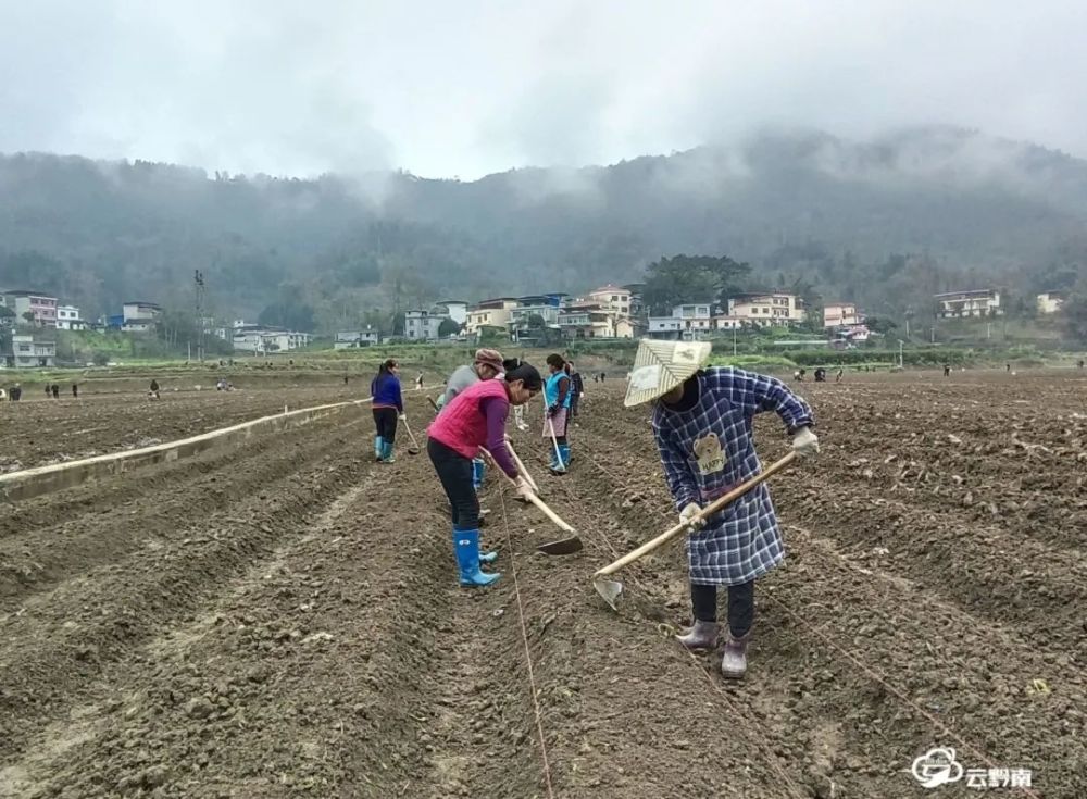 祥腳村位於羅甸縣逢亭鎮西部,耕地面積2110畝,水源充沛,氣候溫暖,早晚