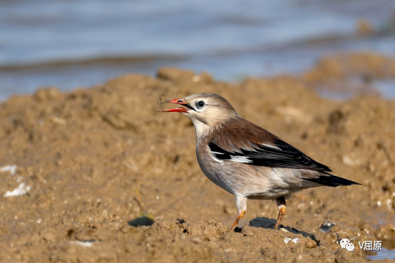 屈原观鸟胆怯的野八哥丝光椋鸟