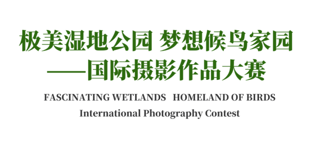 极美湿地公园梦想候鸟家园国际摄影作品大赛来啦
