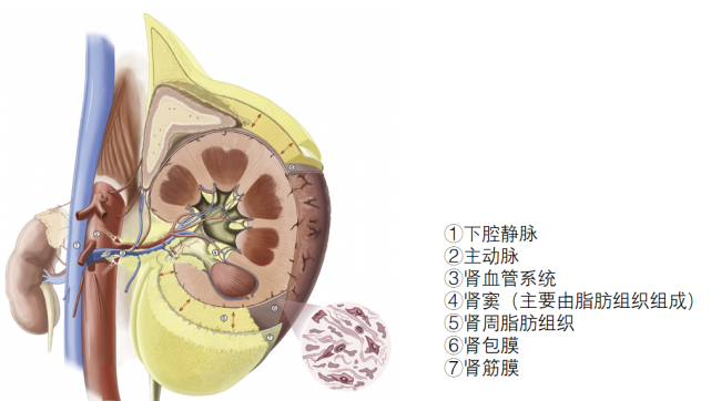 在腎臟內,腎小球位於皮質,腎小管下降進入髓質.