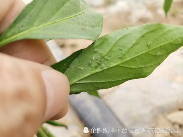 吡虫啉能杀几十种害虫,掌握这些使用方法,都比喷施效果好