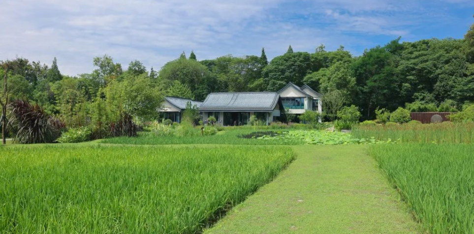 5间稻田民宿百亩造景花园依田桃源精品民宿的原生态经营