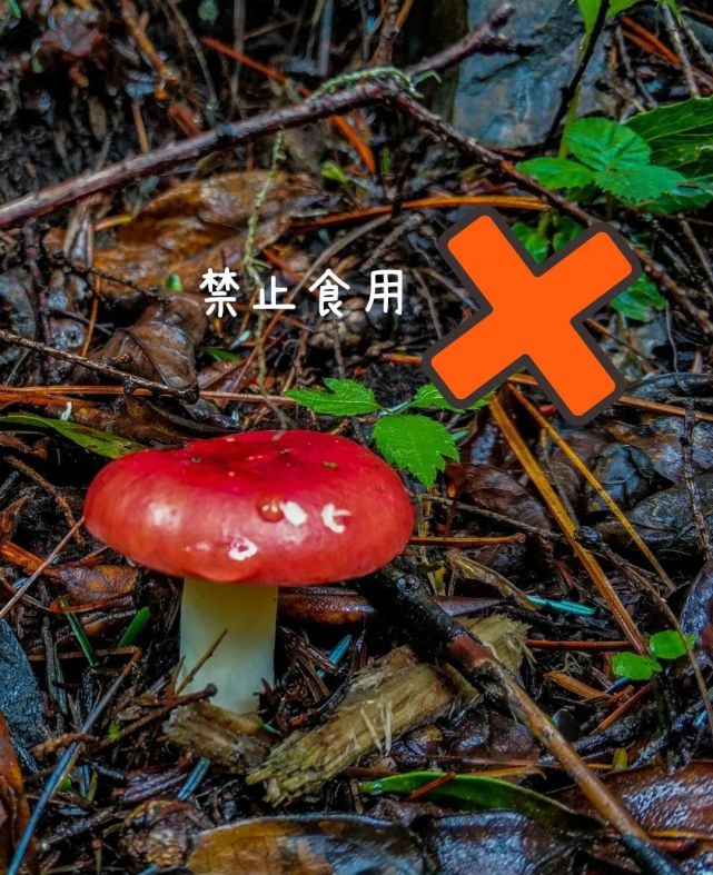 【三拼三促】珍爱生命 安全饮食 拒绝毒蘑菇