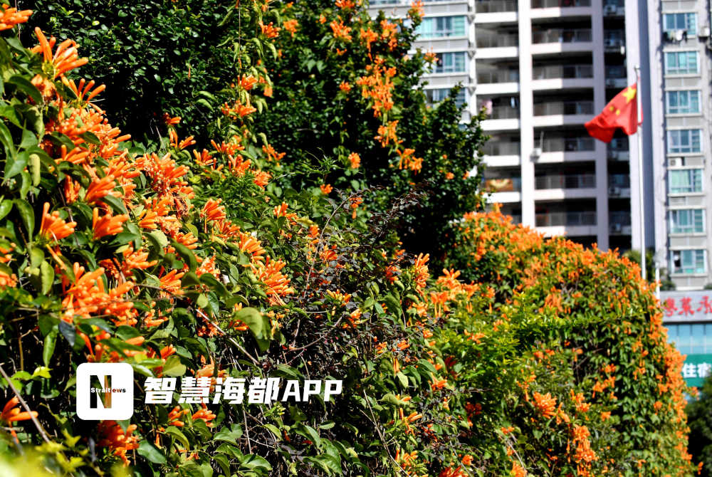 多个路段如五四路,环保路,琴湖路的炮仗花如一串串丹火茜霞倾泻而下