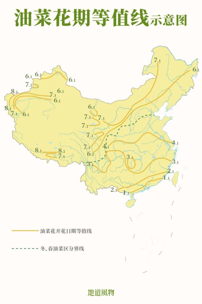 油菜在我国广泛分布,根据播种时间分为冬油菜和春油菜两大类,相应的