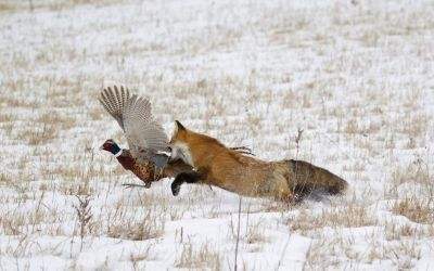 全球体型最大数量最多的狐狸67赤狐