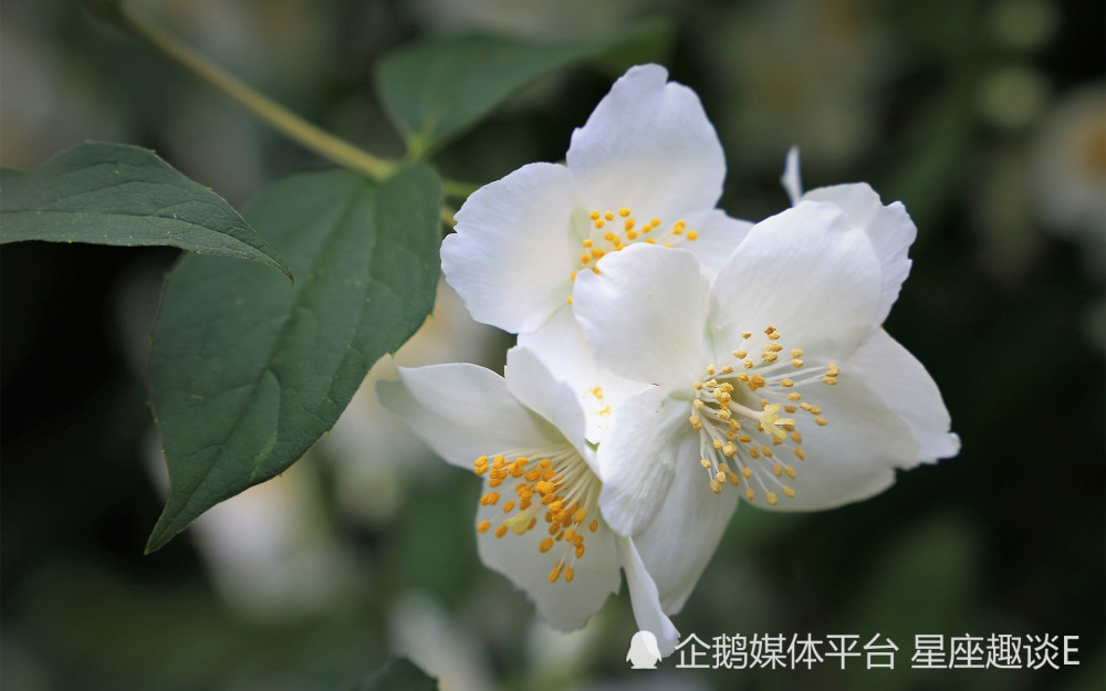 3月11日 15日愛情運勢 喜鵲傳情 比翼雙飛的四大星座 星座 天天看點