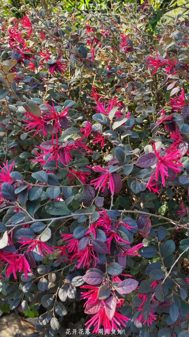 "红花檵木"有见过这么飘逸的花瓣么?