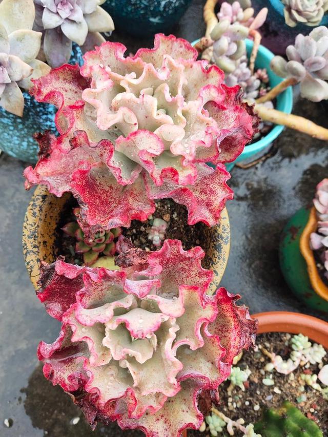 不少花友都说包菜系多肉是重口味,那是因为没见过它们的美,惊艳