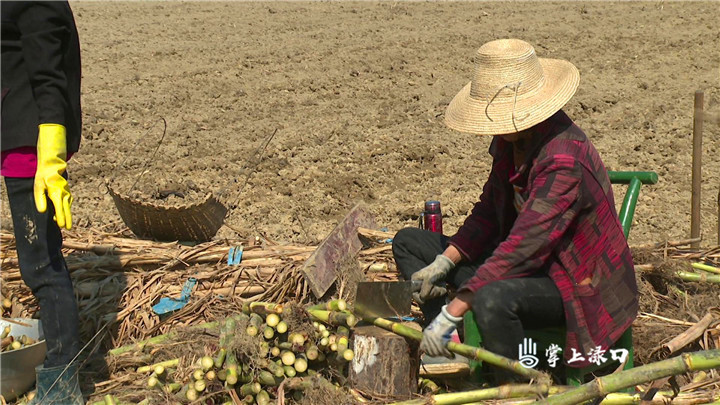 淥口區春種甘蔗忙冬賺日子甜