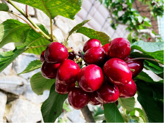 大连普兰店大樱桃产业文化节启幕!_腾讯新闻