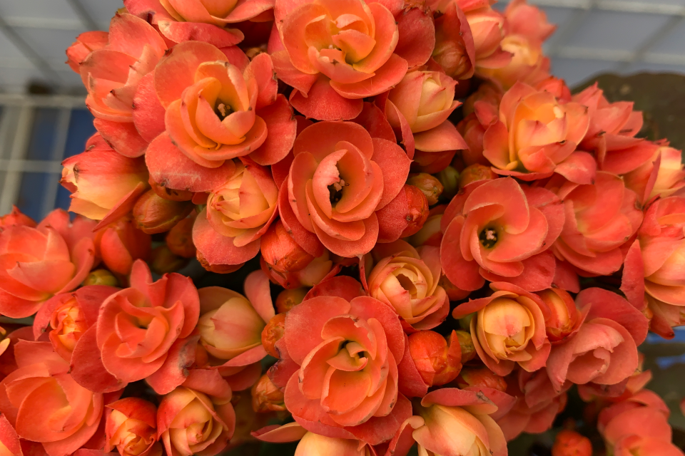 维罗纳长寿花花瓣复色重瓣大花花开好看