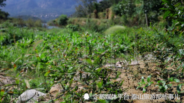 泰山芝草包括黃蘆子,尋木華,茲液華,赤靈芝,何首烏,紫草,黃精,四葉參