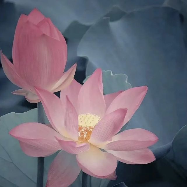 超火的荷花头像,奶奶见了都会夸你!