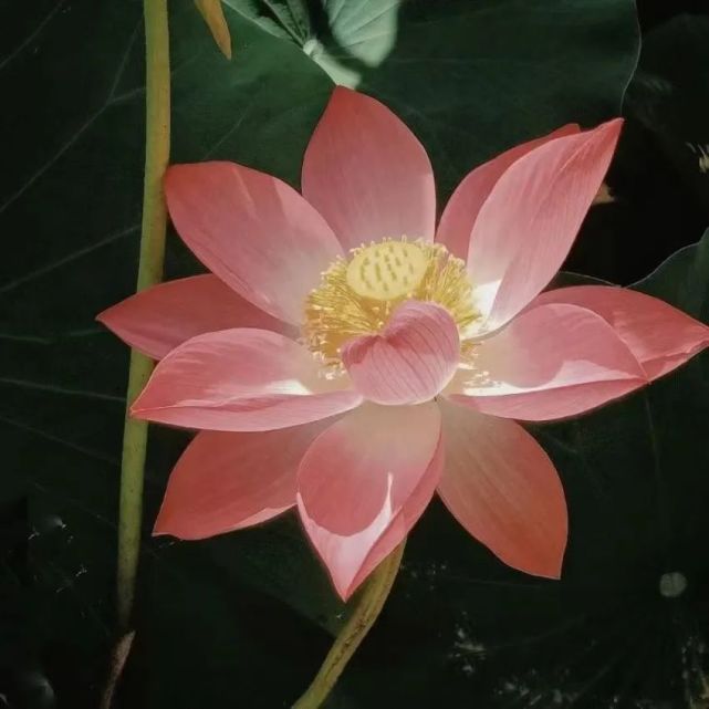 超火的荷花头像,奶奶见了都会夸你!