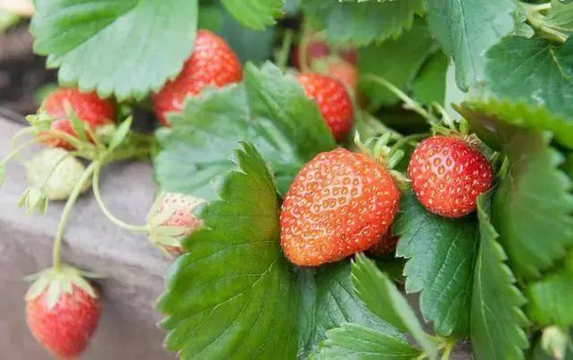 种草莓 必须买苗子 千万别买种子 种子不结果 白花冤枉钱 腾讯新闻