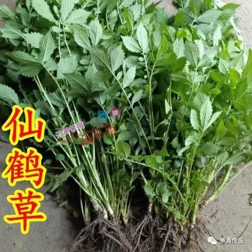 现代医学研究仙鹤草有很好的抗癌功效,仙鹤草提取物500微克连续6天