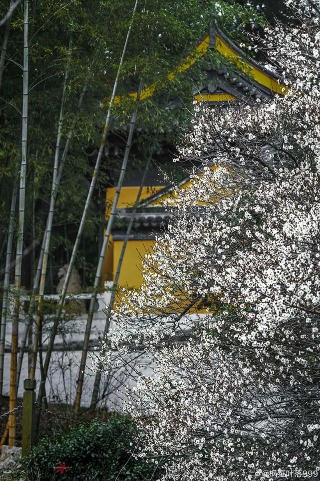 寶巖禪寺,花開似雪