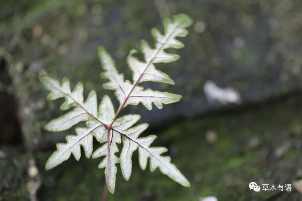 银粉背蕨(银粉背蕨的副作用)