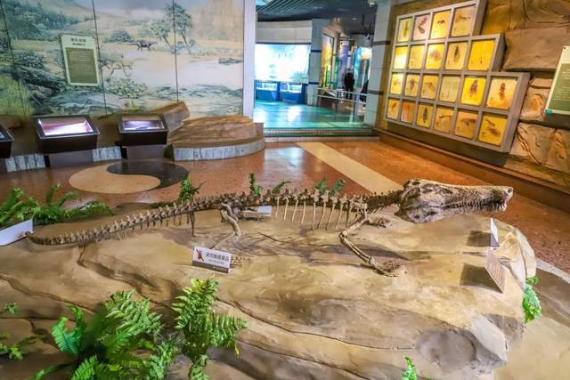 河源恐龙博物馆观后感图片
