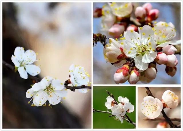 【园e 豆知识】梅花樱花桃花杏花梨花李花,傻傻分不清_腾讯新闻