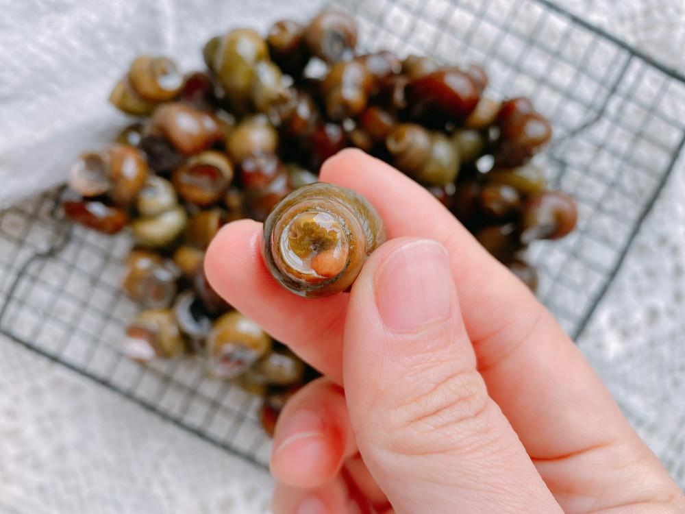 明前螺蛳赛过鹅,江南人春天就好这口,经典做法,螺肉不腥又好吸